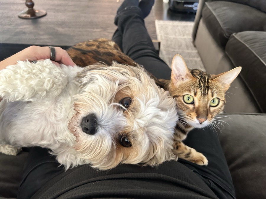 Goldie, a cream-and-tan dog, and Inez, a Bengal cat, lying together across Wes's lap on the couch, both looking at the camera.
