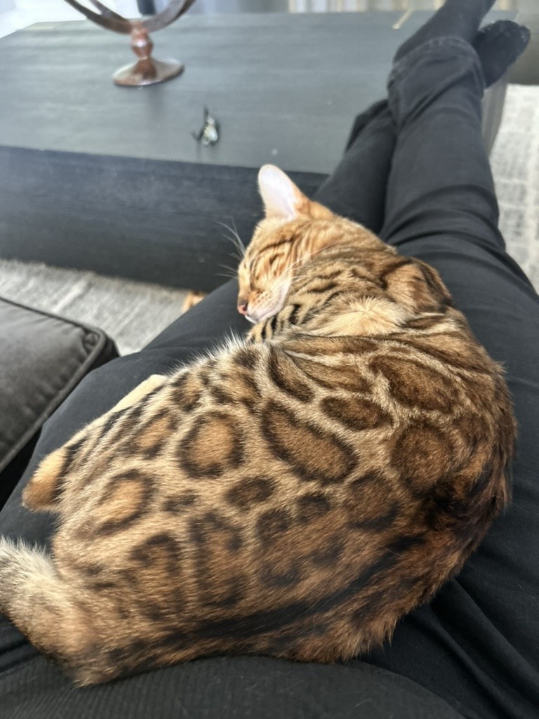 Inez, a Bengal cat, curled up asleep on Wes's lap on the couch