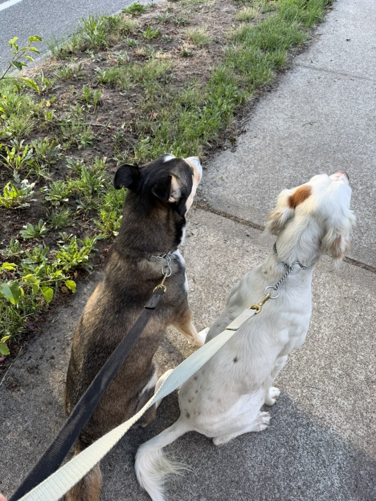 Whiskey, a dark shepherd mix, and Tango, a white setter, sitting together on a sidewalk and looking up at Wes on a morning walk