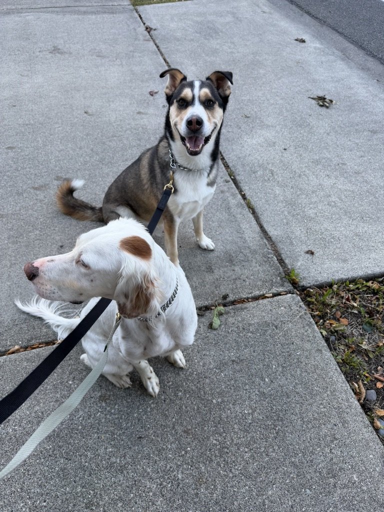 Whiskey, a dark shepherd mix, sitting up and grinning at the camera on a sidewalk, with Tango, a white setter, resting in front of him